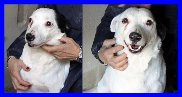 asterix tenerissimo cagnolino ancora in cerca di adozione | Foto 3