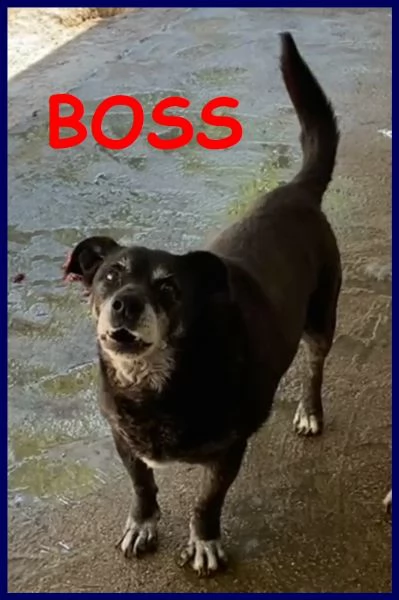 boss nonnino 14 anni in canile da tutta la vita