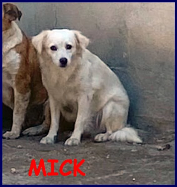 mick 3 anni tg medio piccola buonissimo aspetta in canile