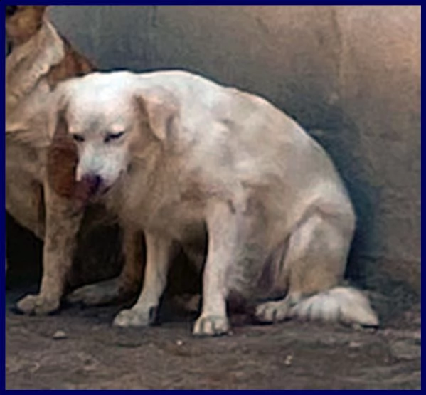 mick 3 anni tg medio piccola buonissimo aspetta in canile | Foto 0