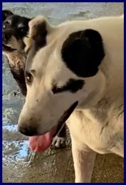 homer patatone dolcissimo con orecchie e coda tagliate troppo tenero | Foto 2