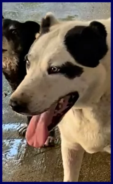 homer patatone dolcissimo con orecchie e coda tagliate troppo tenero | Foto 0