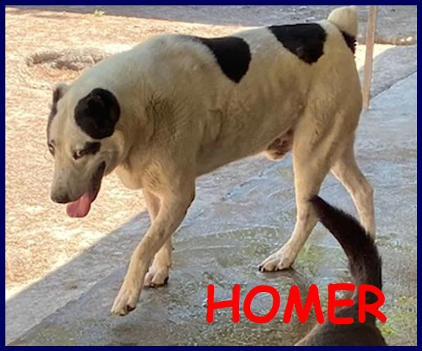 homer patatone dolcissimo con orecchie e coda tagliate troppo tenero