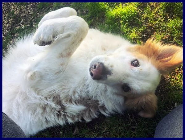 tunello simil maremmano 6 anni patatone supercoccolone in cerca di casa | Foto 4