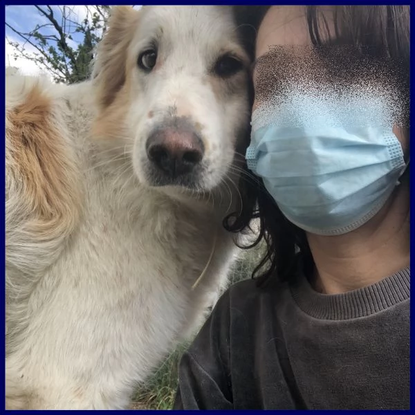 tunello simil maremmano 6 anni patatone supercoccolone in cerca di casa | Foto 2