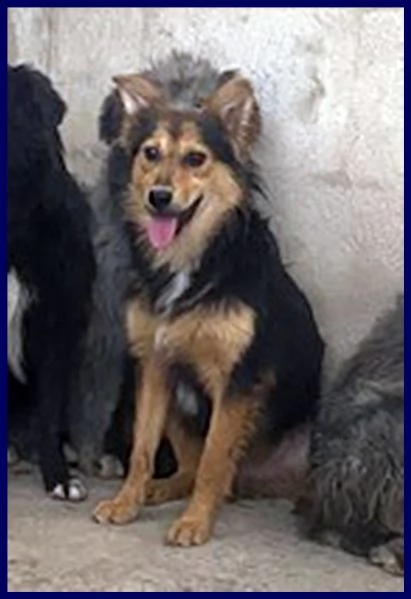 danubio cucciolone 10 mesi lupacchiotto aspetta una mamma | Foto 2