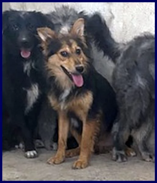 danubio cucciolone 10 mesi lupacchiotto aspetta una mamma | Foto 0