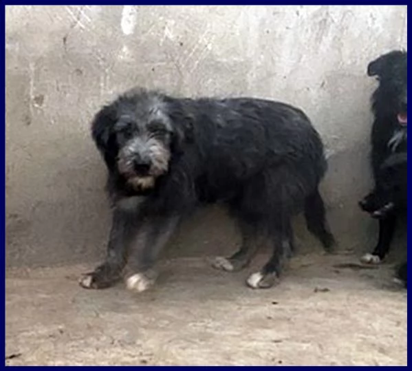 laguna cucciolona 10 mesi simil griffoncina vuole una mamma | Foto 3