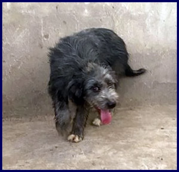 laguna cucciolona 10 mesi simil griffoncina vuole una mamma | Foto 2