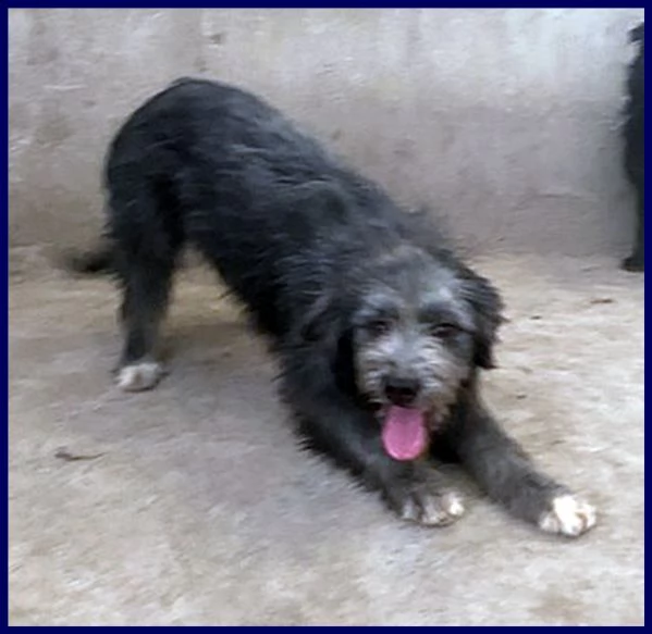 laguna cucciolona 10 mesi simil griffoncina vuole una mamma | Foto 1