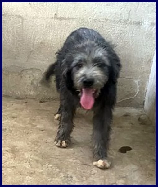 laguna cucciolona 10 mesi simil griffoncina vuole una mamma | Foto 0