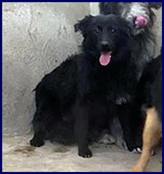 arabella cucciolona 10 mesi simil border sogna una mamma che la salvi | Foto 0