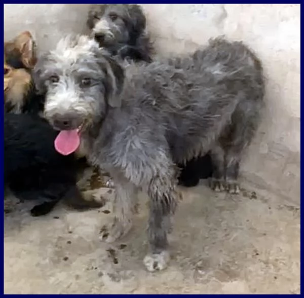 magogo cucciolone 10 mesi simil griffone aspetta una mamma | Foto 5