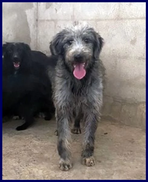 magogo cucciolone 10 mesi simil griffone aspetta una mamma | Foto 4