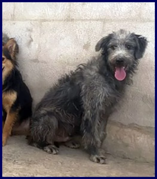 magogo cucciolone 10 mesi simil griffone aspetta una mamma | Foto 3