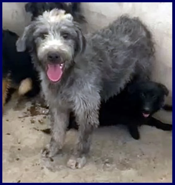 magogo cucciolone 10 mesi simil griffone aspetta una mamma | Foto 2