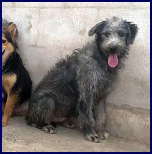 magogo cucciolone 10 mesi simil griffone aspetta una mamma | Foto 0