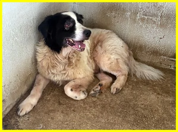 chico adozione damore urgente 18 anni ha bisogno di cure | Foto 4