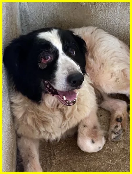 chico adozione damore urgente 18 anni ha bisogno di cure | Foto 3