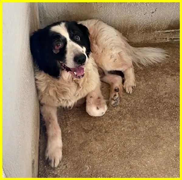 chico adozione damore urgente 18 anni ha bisogno di cure | Foto 2