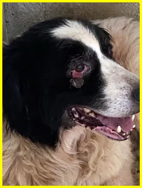 chico adozione damore urgente 18 anni ha bisogno di cure | Foto 1