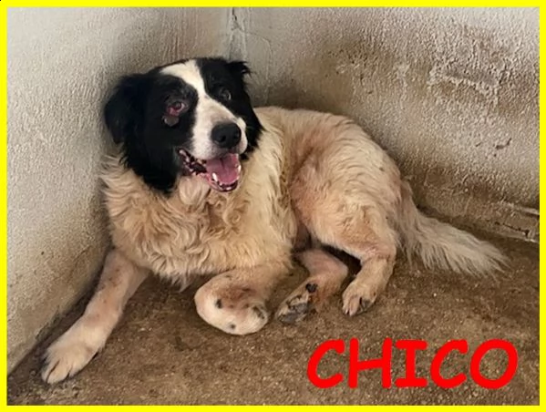 chico adozione damore urgente 18 anni ha bisogno di cure