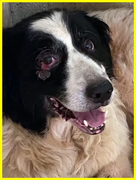 chico adozione damore urgente 18 anni ha bisogno di cure | Foto 0