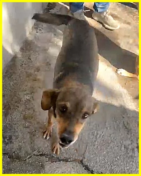 sbirulino povero nonnino 11 anni in canile da 10 solo 7 kg | Foto 4