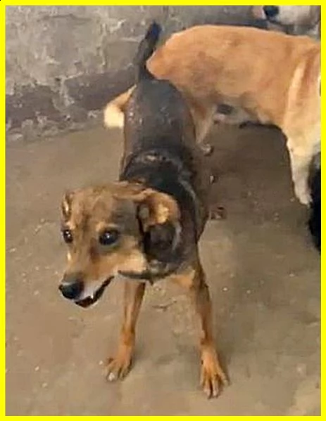 sbirulino povero nonnino 11 anni in canile da 10 solo 7 kg | Foto 3