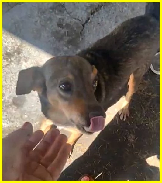 sbirulino povero nonnino 11 anni in canile da 10 solo 7 kg | Foto 1