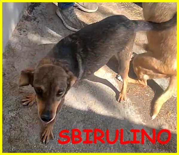 sbirulino povero nonnino 11 anni in canile da 10 solo 7 kg