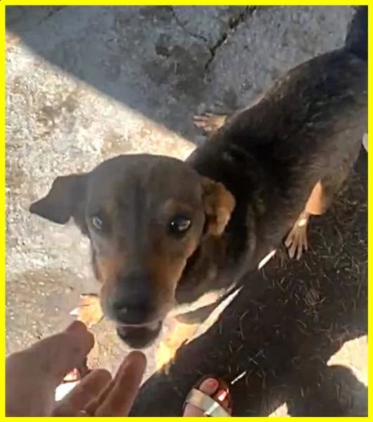 sbirulino povero nonnino 11 anni in canile da 10 solo 7 kg | Foto 0