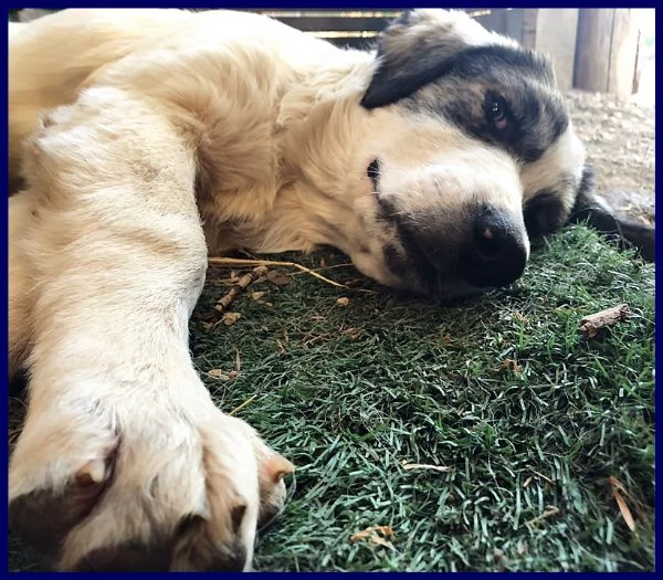 ggg cucciolone poco piugrave di 1 anno gigante dolce e coccolone | Foto 3