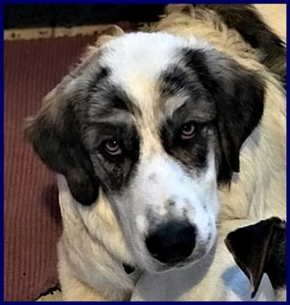 ggg cucciolone poco piugrave di 1 anno gigante dolce e coccolone | Foto 2