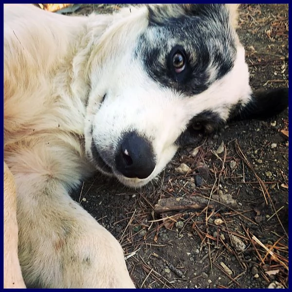 ggg cucciolone poco piugrave di 1 anno gigante dolce e coccolone | Foto 1