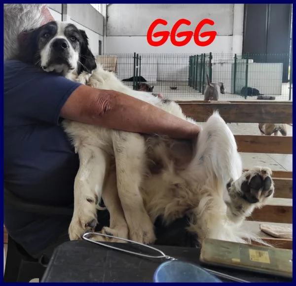 ggg cucciolone poco piugrave di 1 anno gigante dolce e coccolone