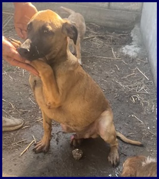 ketchup cucciolo 5 mesi in canile senza aver fatto male a nessuno | Foto 3