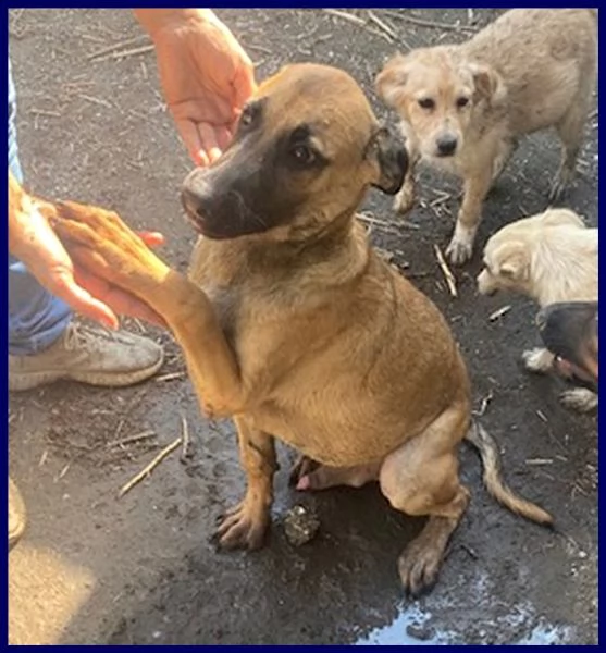 ketchup cucciolo 5 mesi in canile senza aver fatto male a nessuno | Foto 0