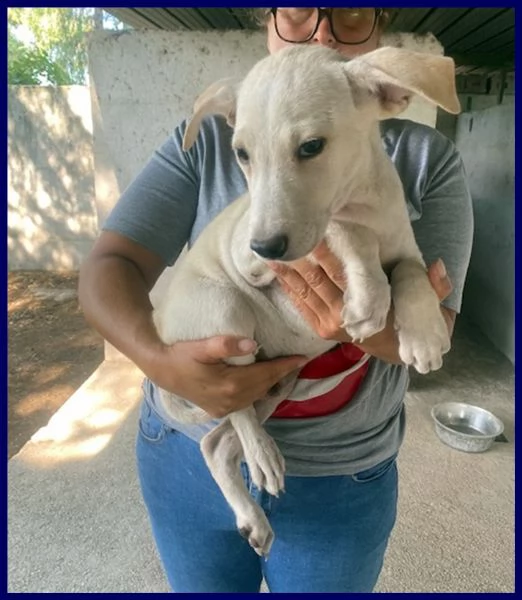 ibisco cucciolotto simil labradorino 5 mesi in gabbia con i fratelli | Foto 3