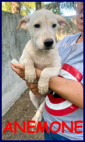 anemone cucciolotto 5 mesi simil labradorino in gabbia con i fratellini