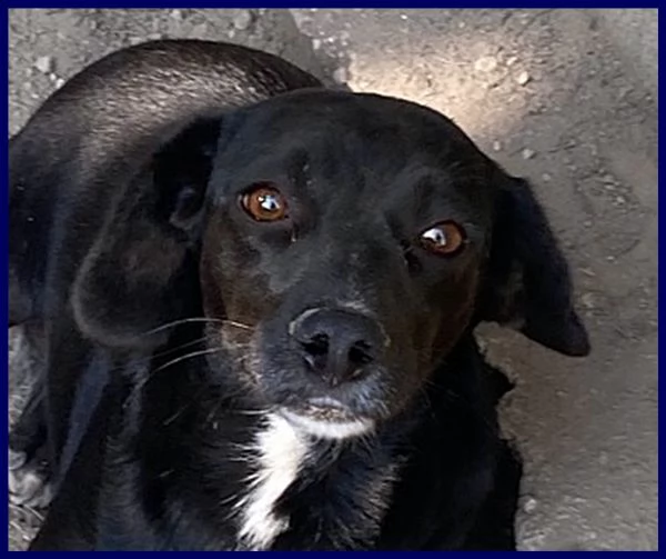 pippi troppo dolce per restare chiusa in un box | Foto 4