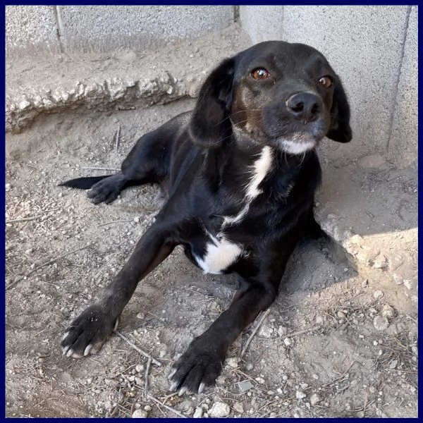 pippi troppo dolce per restare chiusa in un box | Foto 3