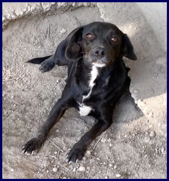 pippi troppo dolce per restare chiusa in un box | Foto 2