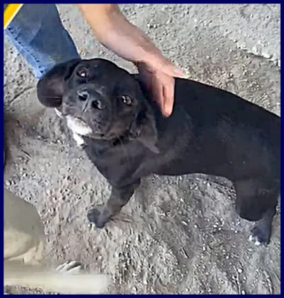 pippi troppo dolce per restare chiusa in un box | Foto 1