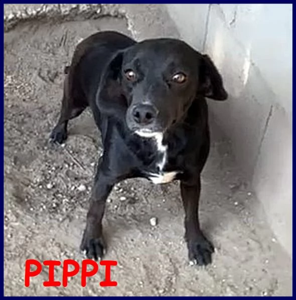 pippi troppo dolce per restare chiusa in un box