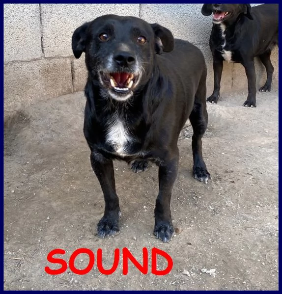 sound buono e festoso aspetta ancora una famiglia che lo salvi