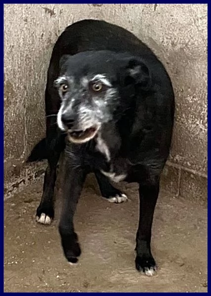 furia in canile da quasi tutta la vita merita di uscire | Foto 2