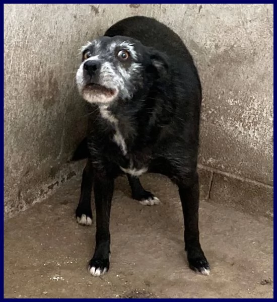 furia in canile da quasi tutta la vita merita di uscire | Foto 0