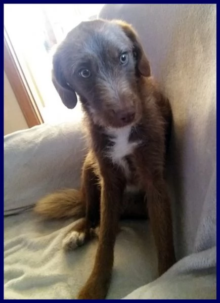 ruffina cucciolona segugetta vagava magra per strada | Foto 2