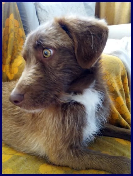 ruffina cucciolona segugetta vagava magra per strada | Foto 1